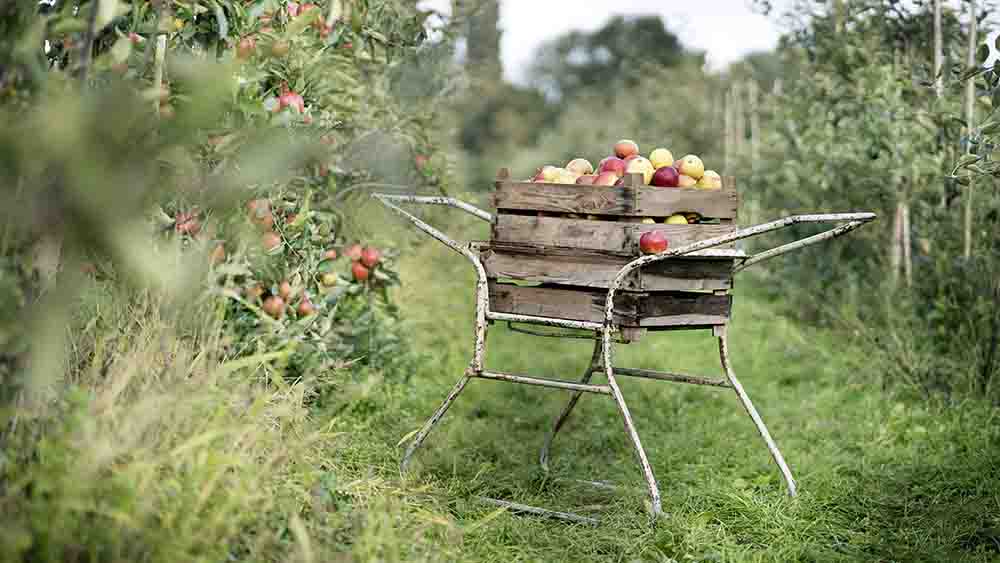 Wann sind eigentlich die Äpfel reif?
