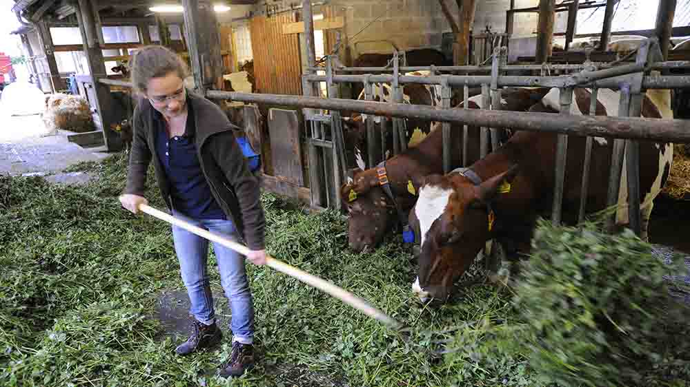 Beim Freiwilligen Ökologischem Jahr gehört Arbeit auf dem Bauernhof dazu