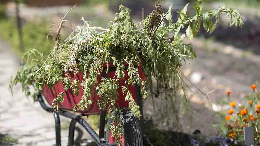 Sein Gestrüpp im Garten einfach wachsen zu lassen, das hilft vielen Wildtieren