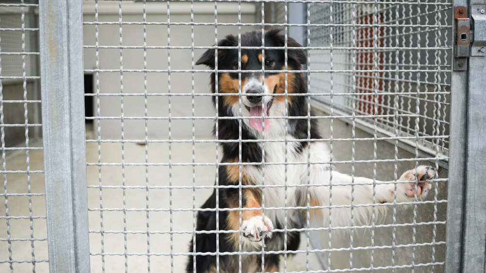Tierheime stehen laut dem Deutschen Tierschutzbund vor dem Kollaps