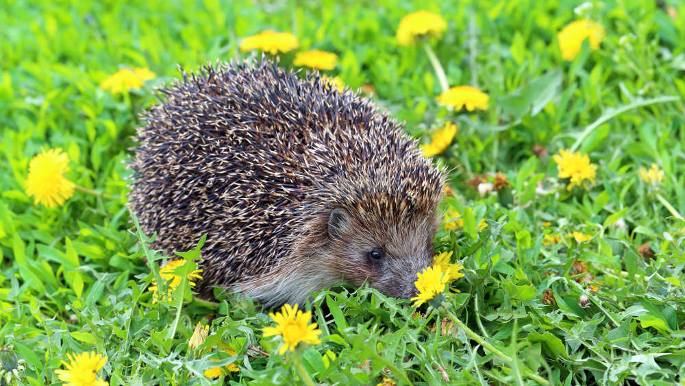 Igel lassen sich gut nach Anbruch der Dämmerung beobachten