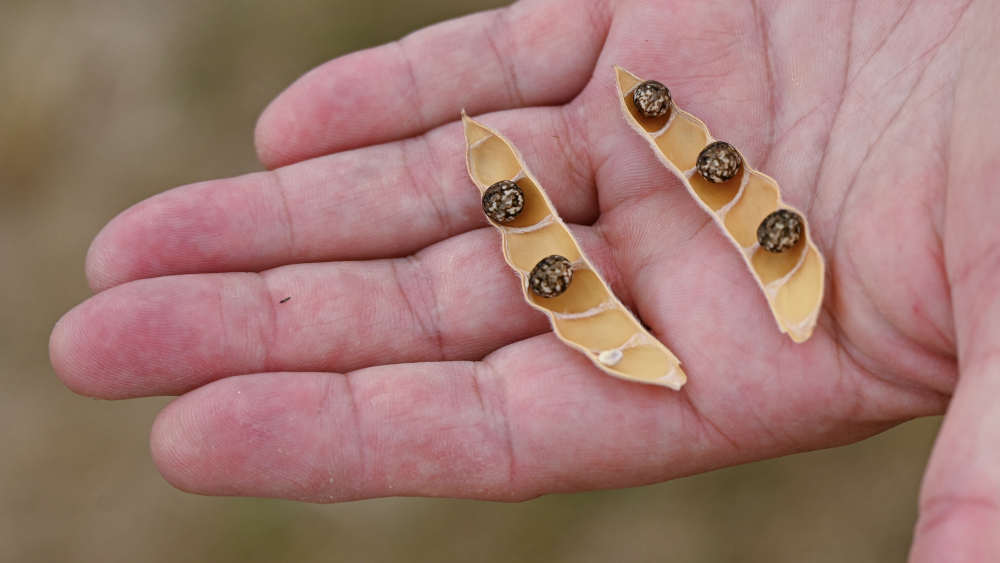 Die Lupine ist eine Hülsenfrucht mit Power