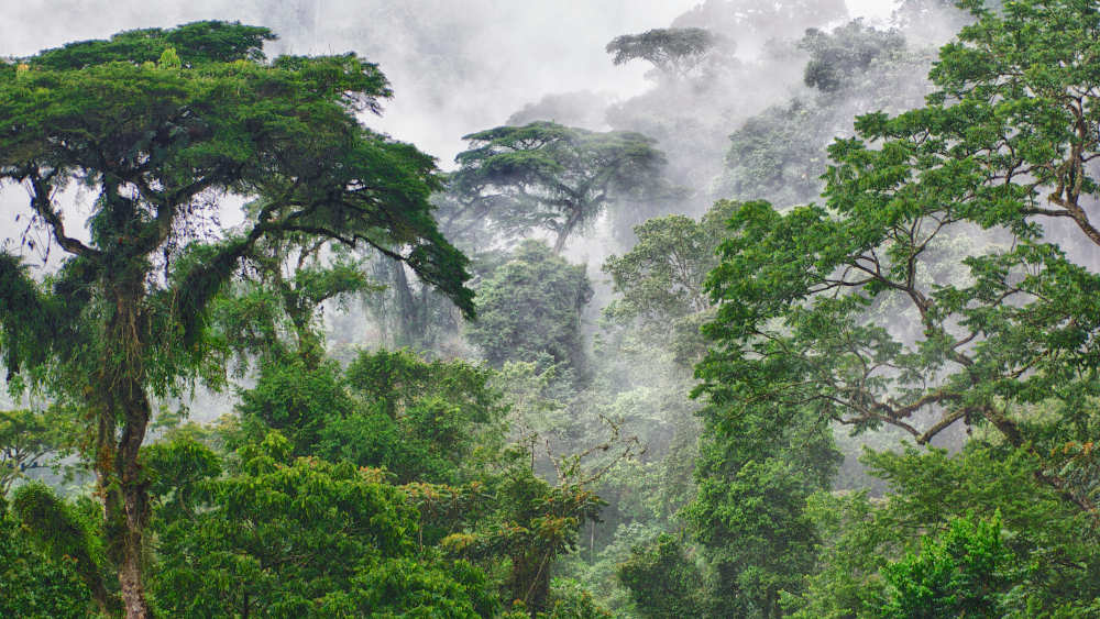 Zu den Neuaufnahmen der UNESCO-Welterbeliste zählt der Nyungwe-Nationalpark in Ruanda