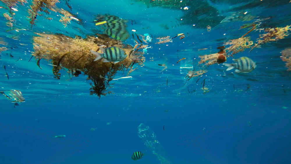 Image - Revolutionäre Entdeckung: Tiefsee-Enzym baut Plastik ab