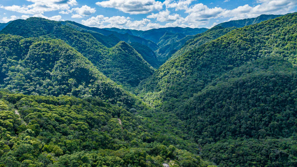 Deutschland will den Schutz tropischer Regenwälder mit einer Milliarde Euro unterstützen