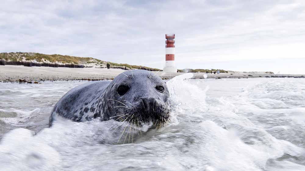 Das Bild trügt: Auch diese Robbe vor Helgoland hat mit dem Zustand der Nordsee zu kämpfen