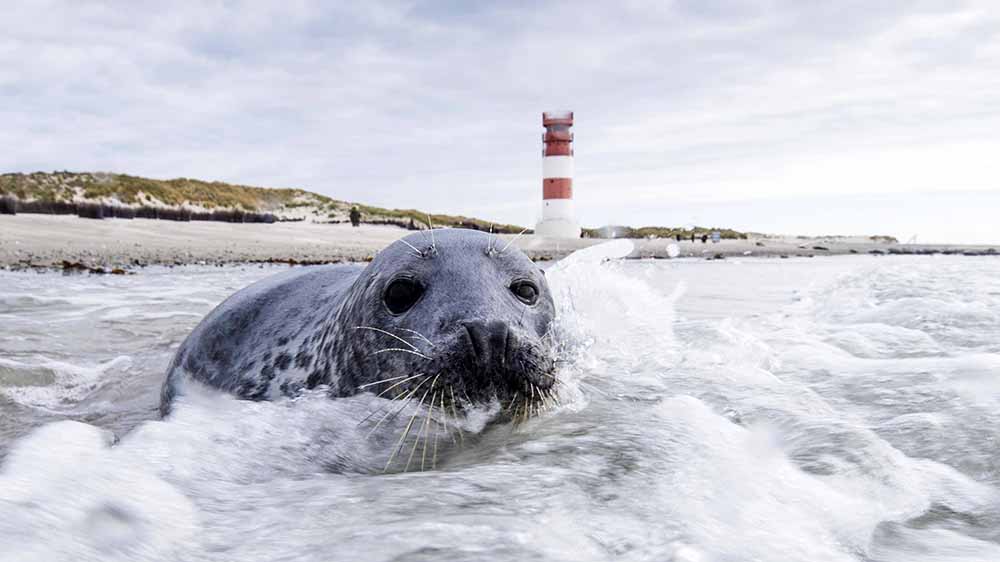 Robbe liegt in der Brandung am Strand und schaut in die Kamera