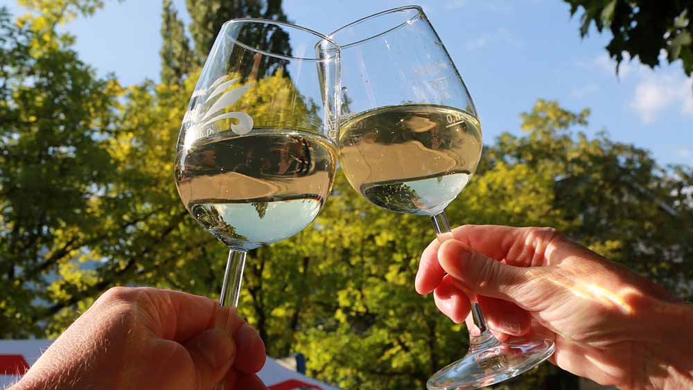 Die Weinernte fällt in diesem Jahr reichlich aus