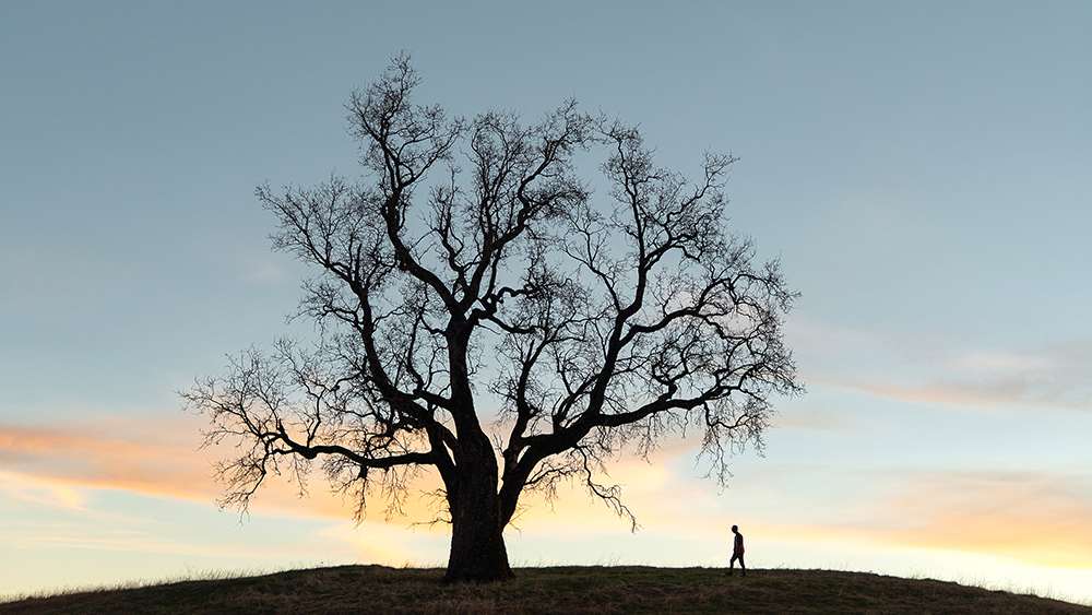 Ein großer Baum in der Dämmerung, unter dem ein einzelner Mensch steht.