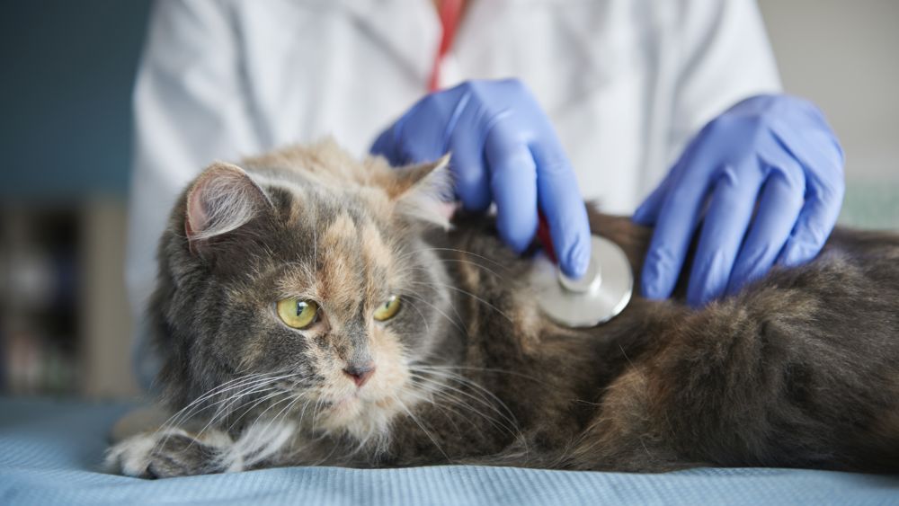 Sterbehilfe für Haustiere ist nicht nur erlaubt – oft ist sie moralisch geboten