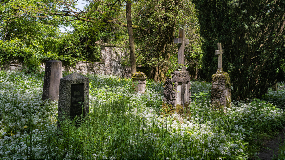 Waldfriedhof Singen mit blühendem Bärlauch