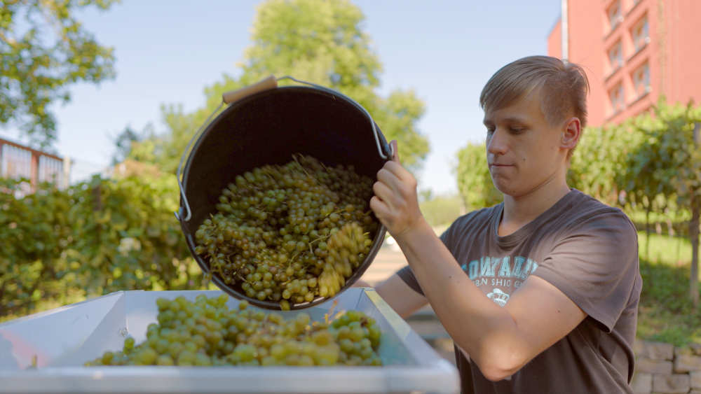 Ein Schüler erntet Weintrauben am evangelischen Domgymnasium in Brandenburg