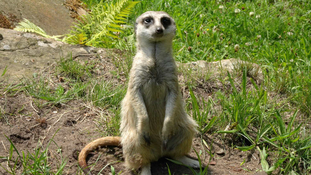Erdmännchen im Tierpark Nordhorn