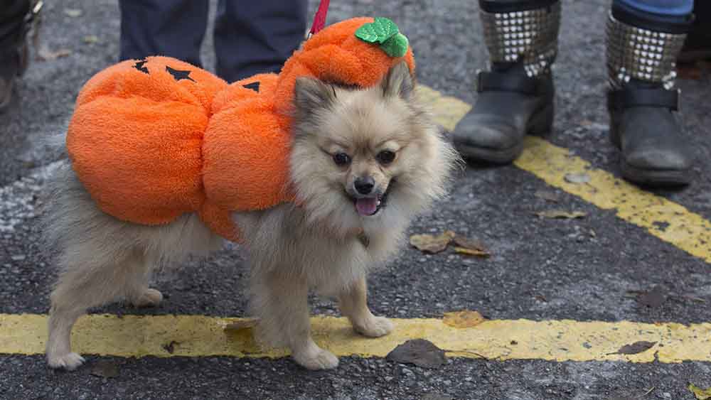 Weihnachten im Oktober? Die Halloween-Deko lohnt sich dieses Jahr noch mehr!