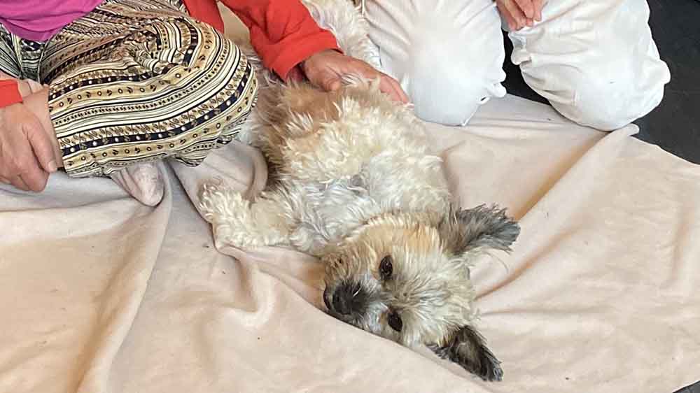 Nein, sie liegt nicht nur faul rum: Hier meditiert Hündin Dona