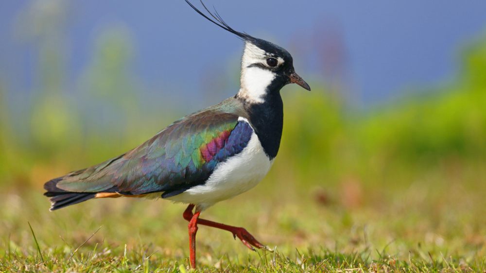 Image - “Kiewitt, kiewitt” – der Kiebitz ist Vogel des Jahres 2024