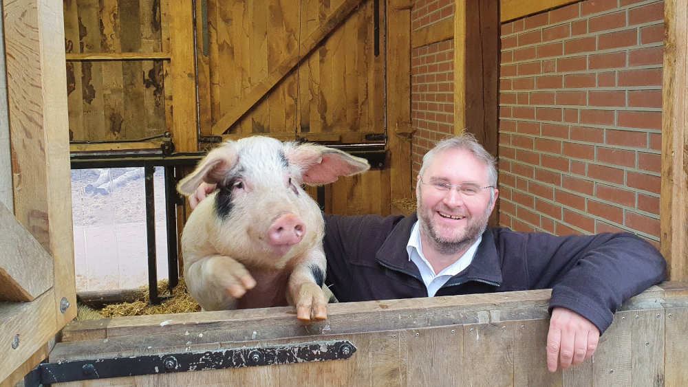 Tierarzt Nils Kramer, Leiter des Tierparks Nordhorn, mit einem Bentheimer Landschwein