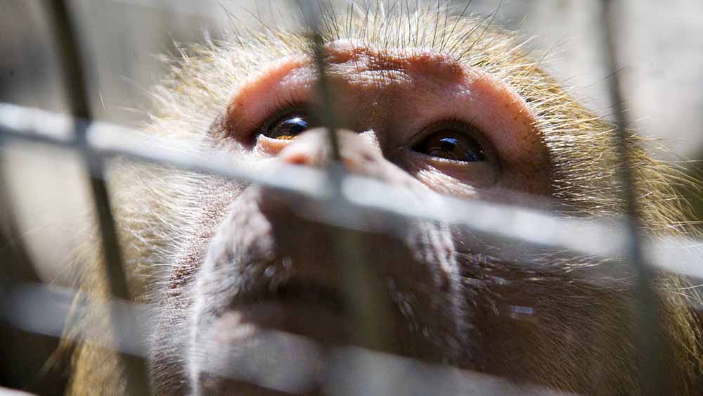 Tierversuche mit Affen gibt es noch in acht Einrichtungen in Deutschland (Symbolbild)