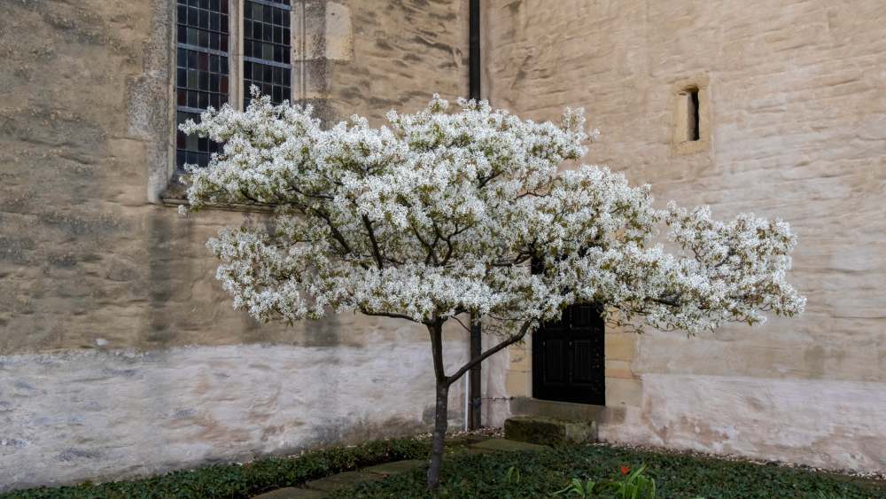 Image - “Tree of life”-Bestattungen: Aus der Asche ein Felsenbirnen-Baum