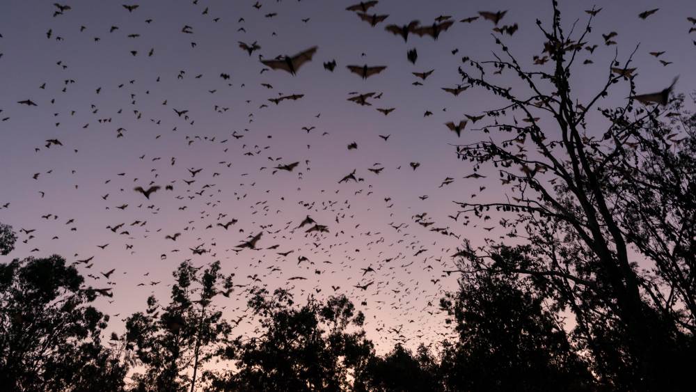 Eine Gruppe Kleiner Roter Flughunde im australischen Himmel