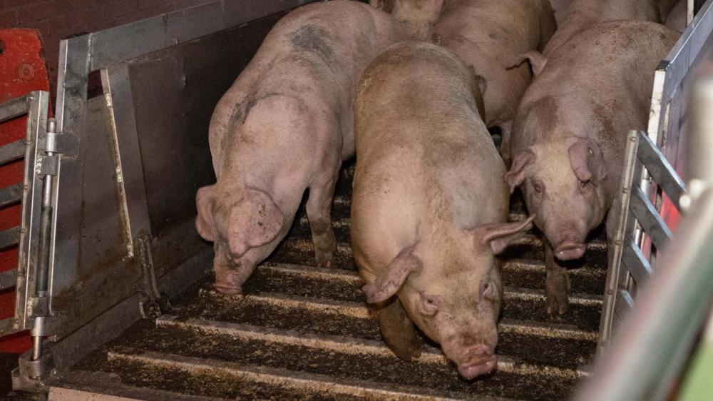Das Tier als Ware – Eine Gruppe Schweine wird an einem Schlachthof entladen