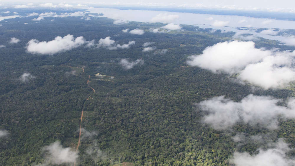 Regenwald in der Nähe des Rio Negro im Amazonasgebiet in Brasilien