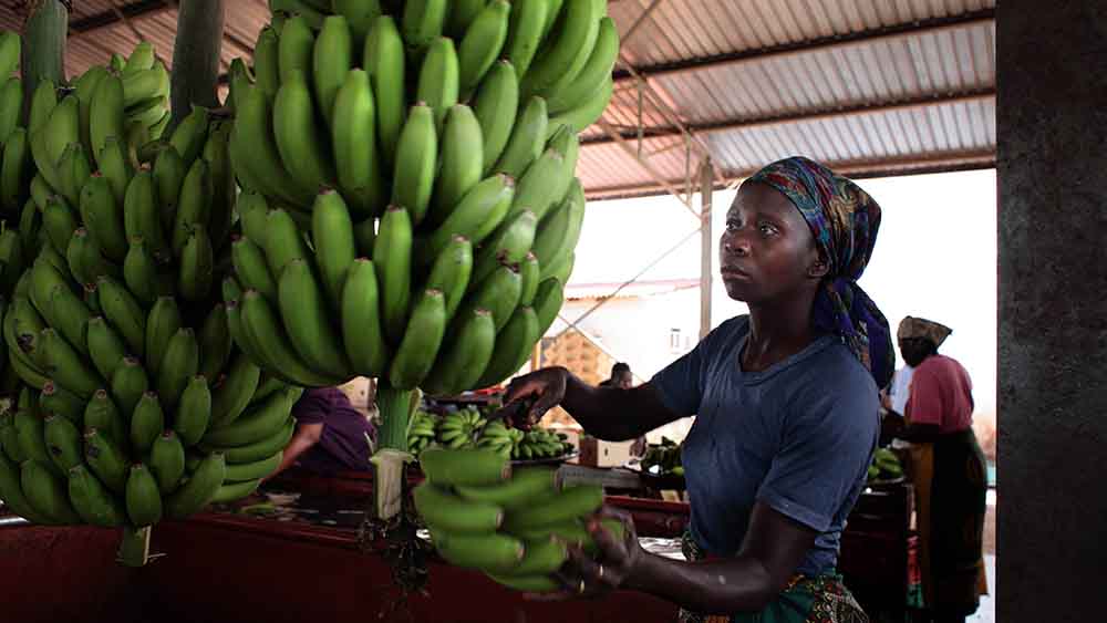 Oxfam beklagt schlechte Arbeitsbedingungen auf Bananenplantagen (Symbolbild)
