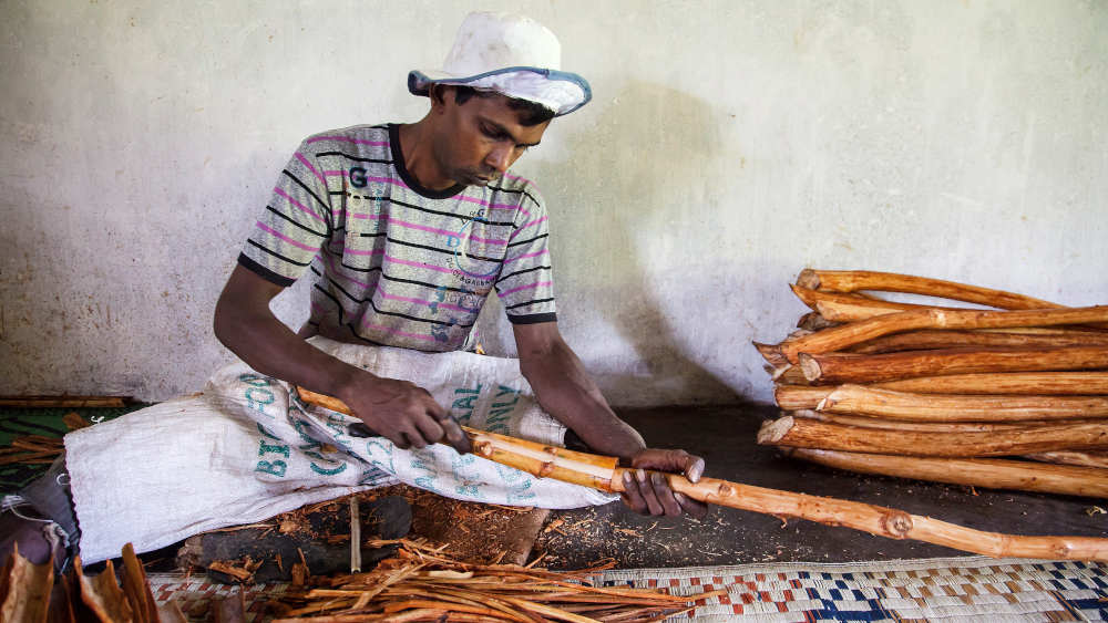 Ein Kleinbauer auf Sri Lanka schabt die Rinde von Zimtbaum-Trieben ab