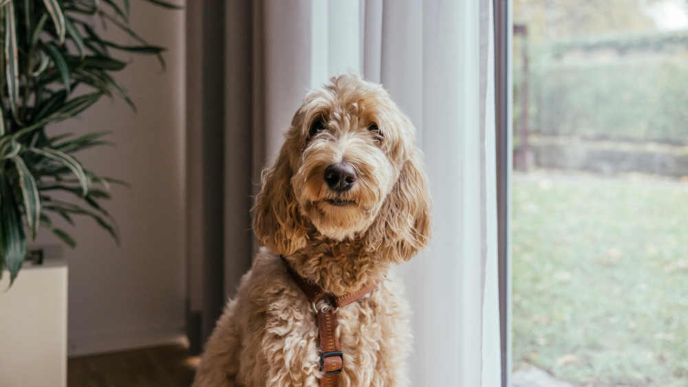 Hund Pina im Hospiz Esslingen der Evangelischen Gesamtkirchengemeinde