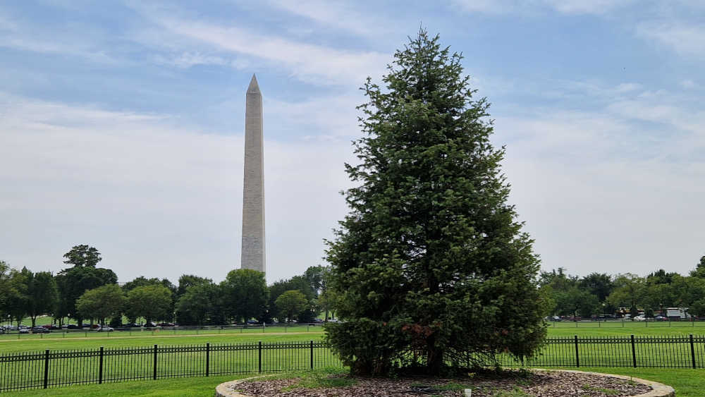 Der National Christmas Tree in Washington, D.C. im August 2023