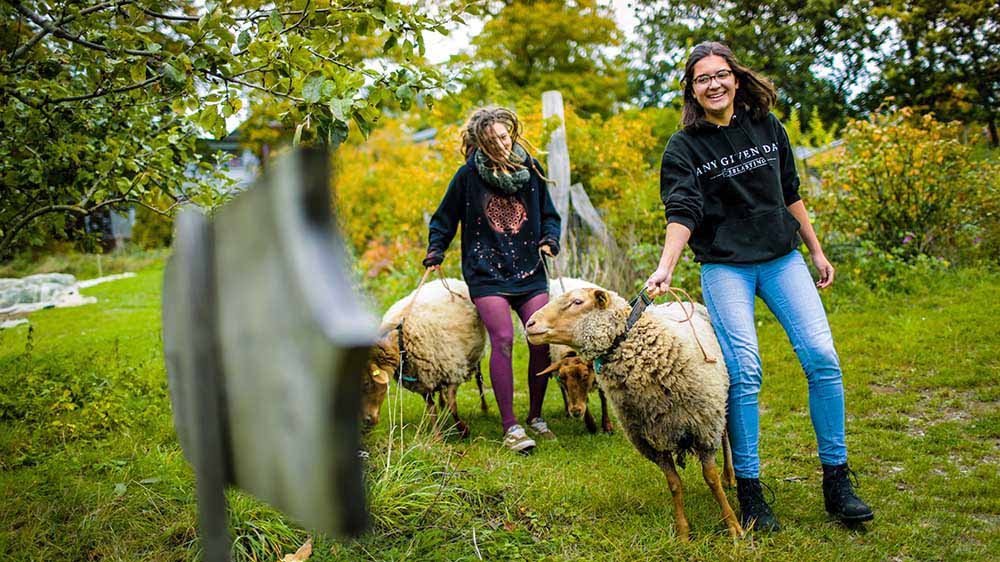 Schafe hüten kann auch zu den Aufgaben im Freiwilligen Ökologischen Jahr gehören