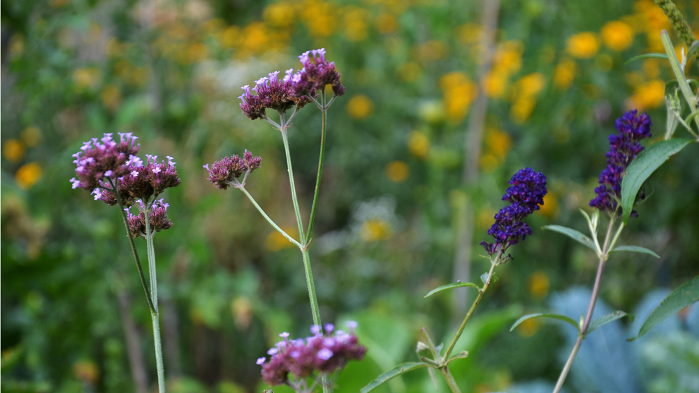 Blumen im Garten Niemandsland auf dem ehemaligen Todestreifen