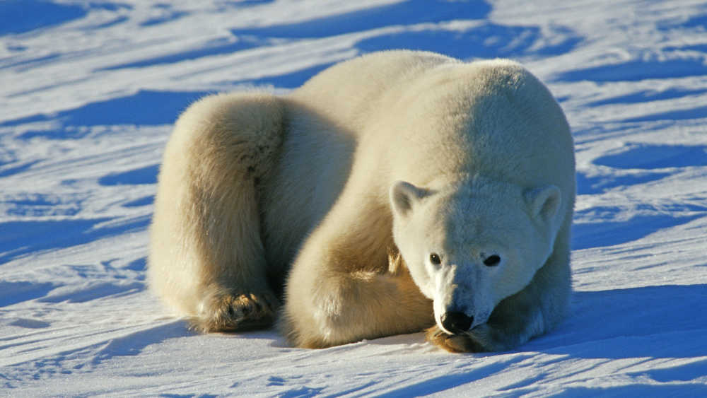 Image - Tiger, Eisbär, Schaf: Tierpatenschaften als Weihnachtsgeschenke