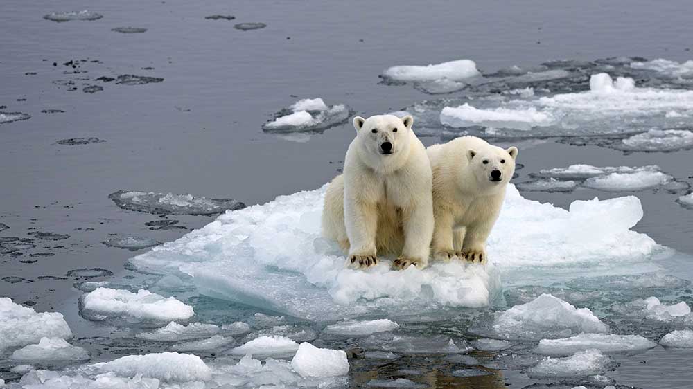 Wegen des Klimawandels ist der Lebensraum der Eisbären bedroht