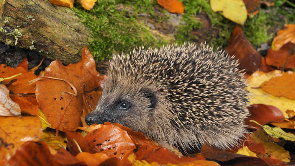 Der europäische Braunbrustigel (Erinaceus europaeus) ist zum "Tier des Jahres 2024" gewählt worden