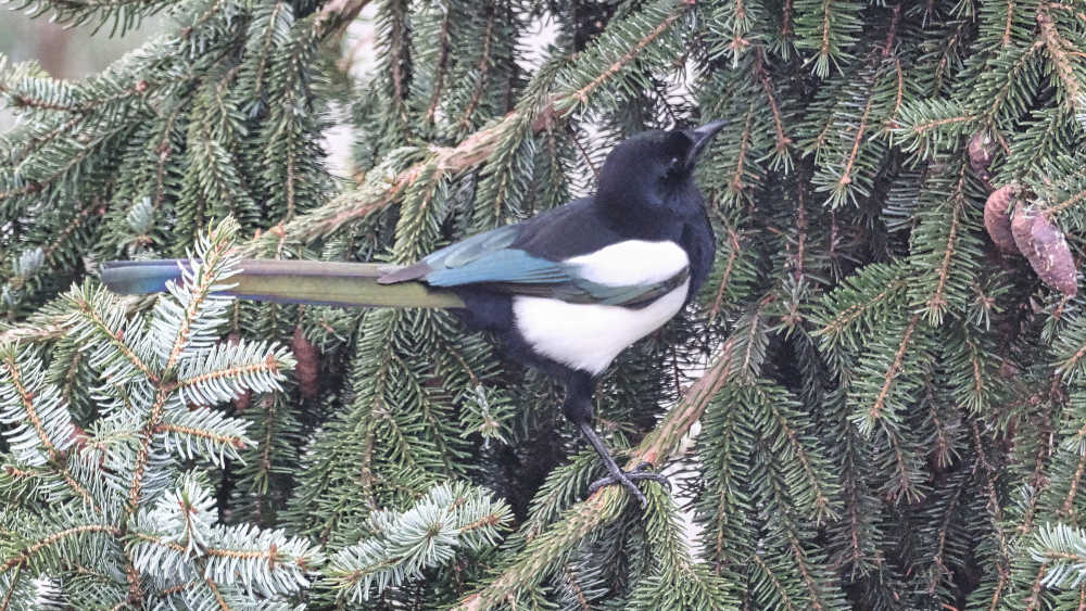 Image - Nabu ruft zum Zählen von Wintervögeln auf