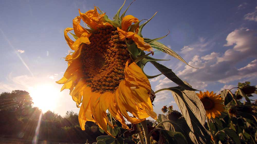 Selbst für diese Sonnenblume ist es offenbar 2023 zu heiß gewesen
