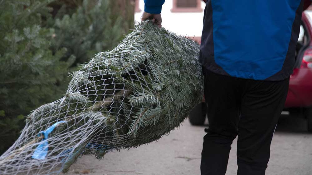 ER darf nicht fehlen: Ein Weihnachtsbaum gehört zum Fest einfach dazu!