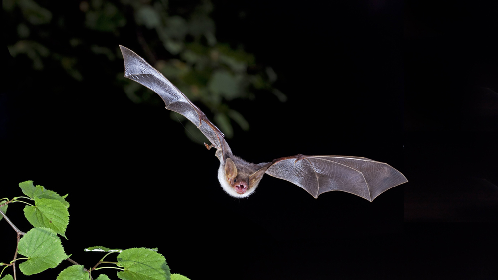 Image - “Batnight”: Am Wochenende fliegen die Fledermäuse
