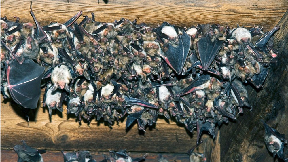 Winterstube des "Großen Mausohr" unter dem Dach
