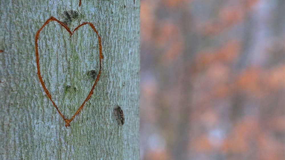 Image - Ökumenischer Bibelsonntag nimmt Schöpfung in den Blick