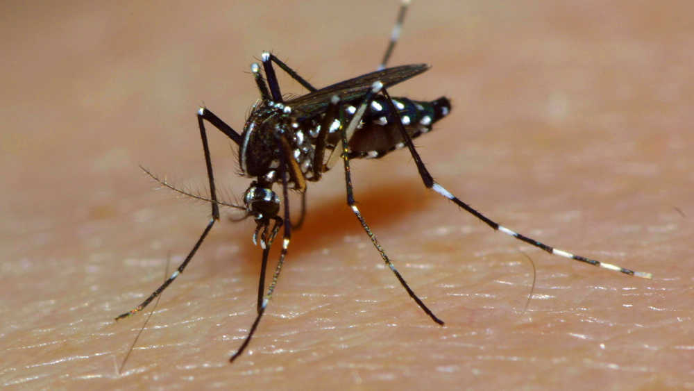 Das von der Tigermücke übertragene Dengue-Fieber hat den Mittelmeerraum erreicht