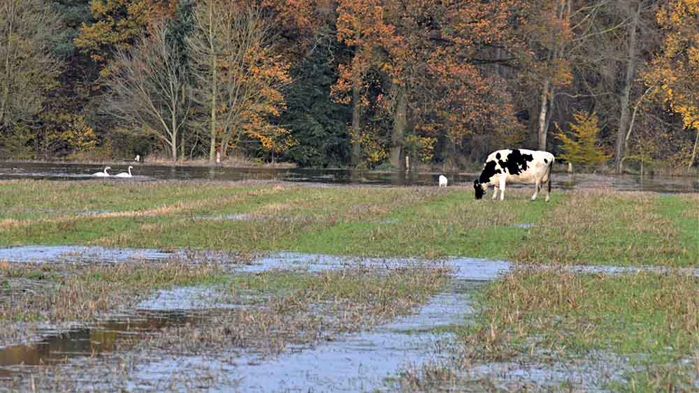 Diese Kuh in Niedersachsen hat wegen des Hochwassers kaum noch Platz