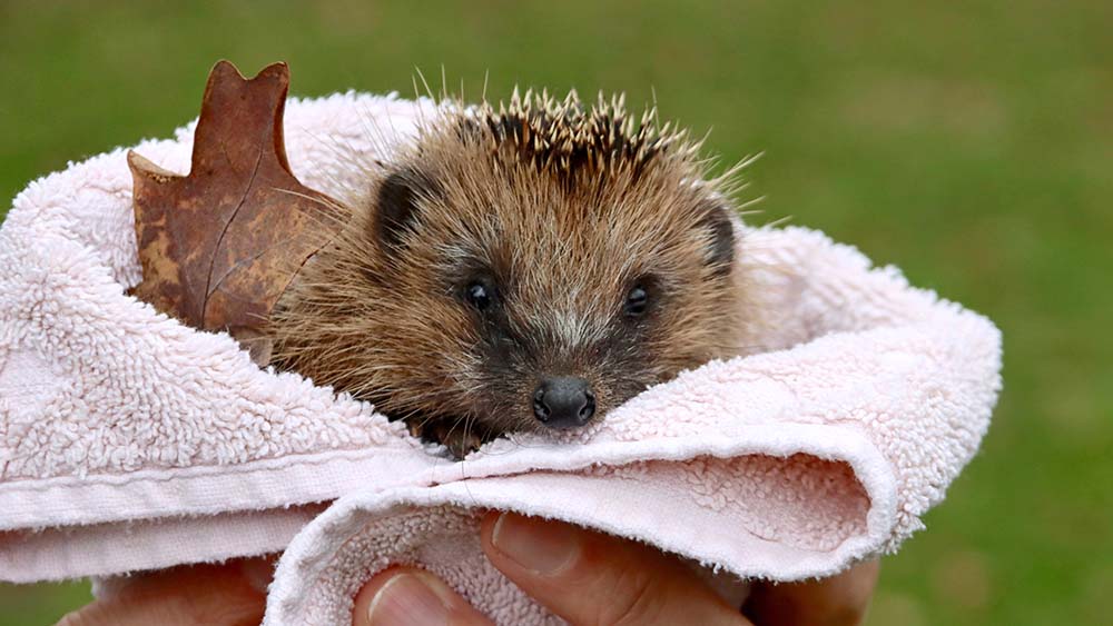 Mit der richtigen Bepflanzung können Kirchengelände und Friedhöfe auch jungen Igeln den dringend nötigen Schutz bieten.