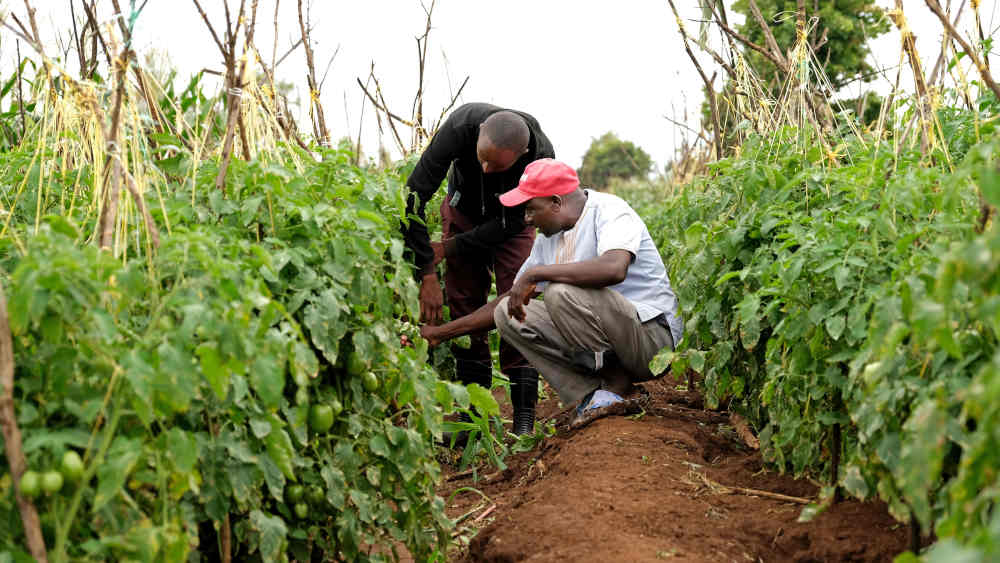 Erastus Mwangi und Julius Karanja inspizieren die befallenen Tomatenpflanzen auf einem Feld in Mwea nördlich von Nairobi
