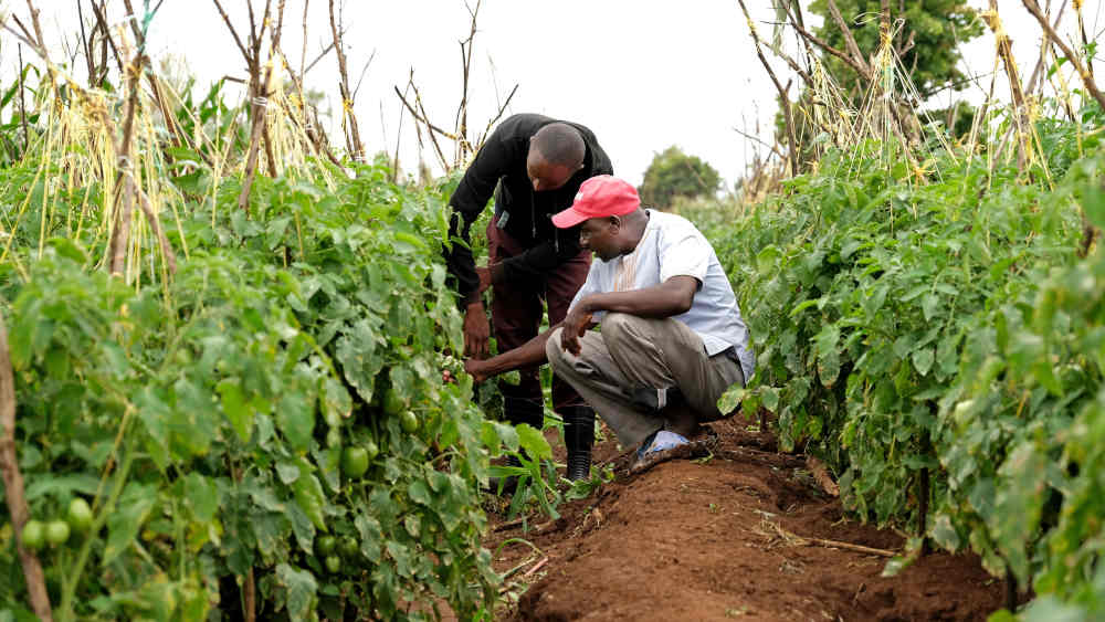 Erastus Mwangi und Julius Karanja inspizieren die befallenen Tomatenpflanzen auf einem Feld in Mwea nördlich von Nairobi 