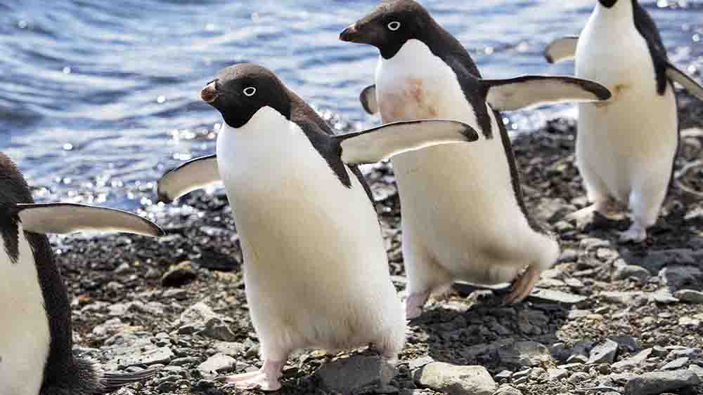 Watscheln Sie bei Glätte am besten wie die Pinguine
