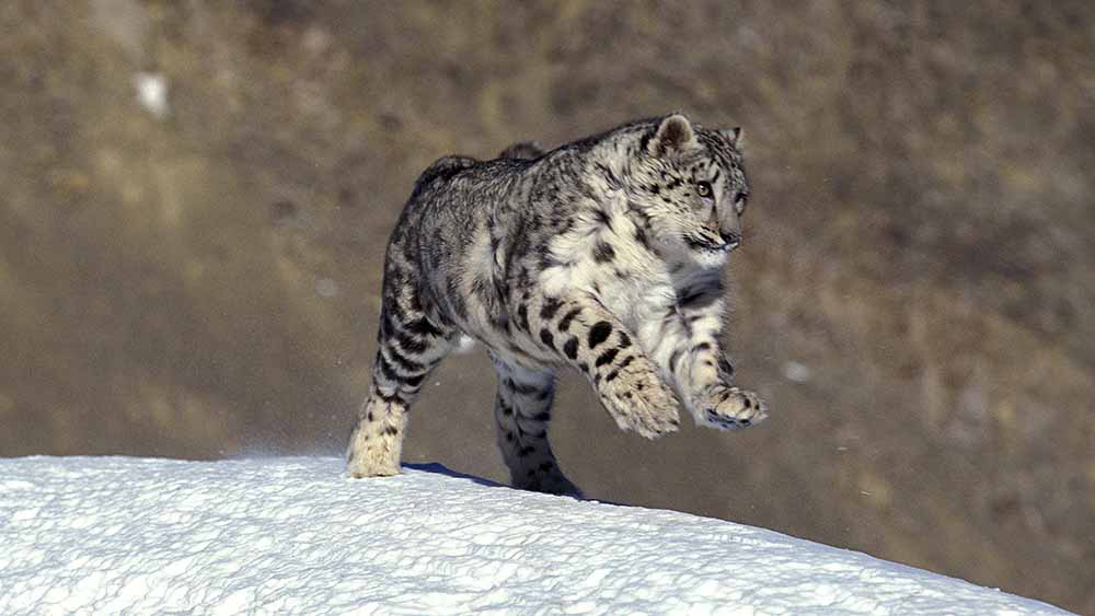 Der Nabu startet eine Expedition zu den Schneeleoparden