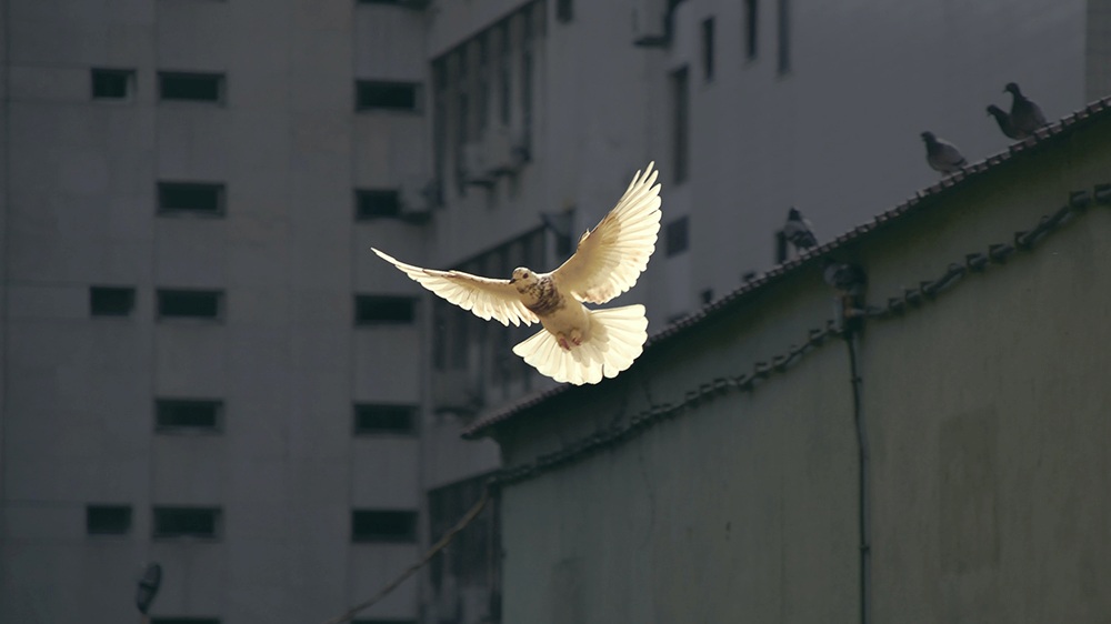 Die weiße Taube ist eines der Friedenssymbole schlechthin (Symbolbild)