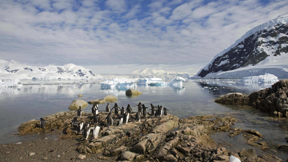 Eselspinguine im Neko Harbour, Andvord Bay, Antarktis